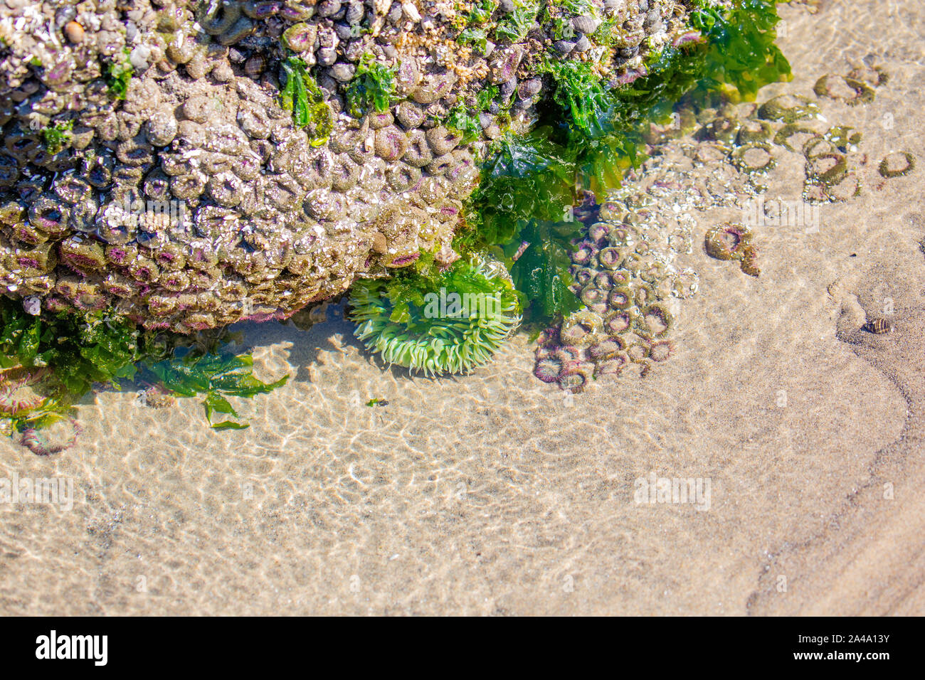 Green and purple sea anemones in an Oregon shoreline tide pool in August Stock Photo