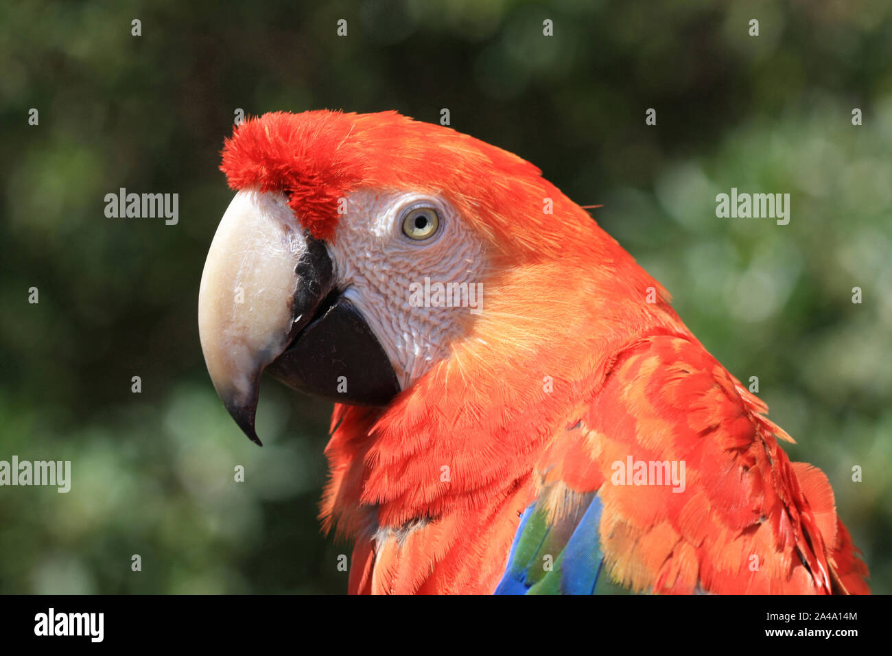 Slik håndled Indtil nu Scarlet Macaw / Hellroter Ara / Arakanga Stock Photo - Alamy