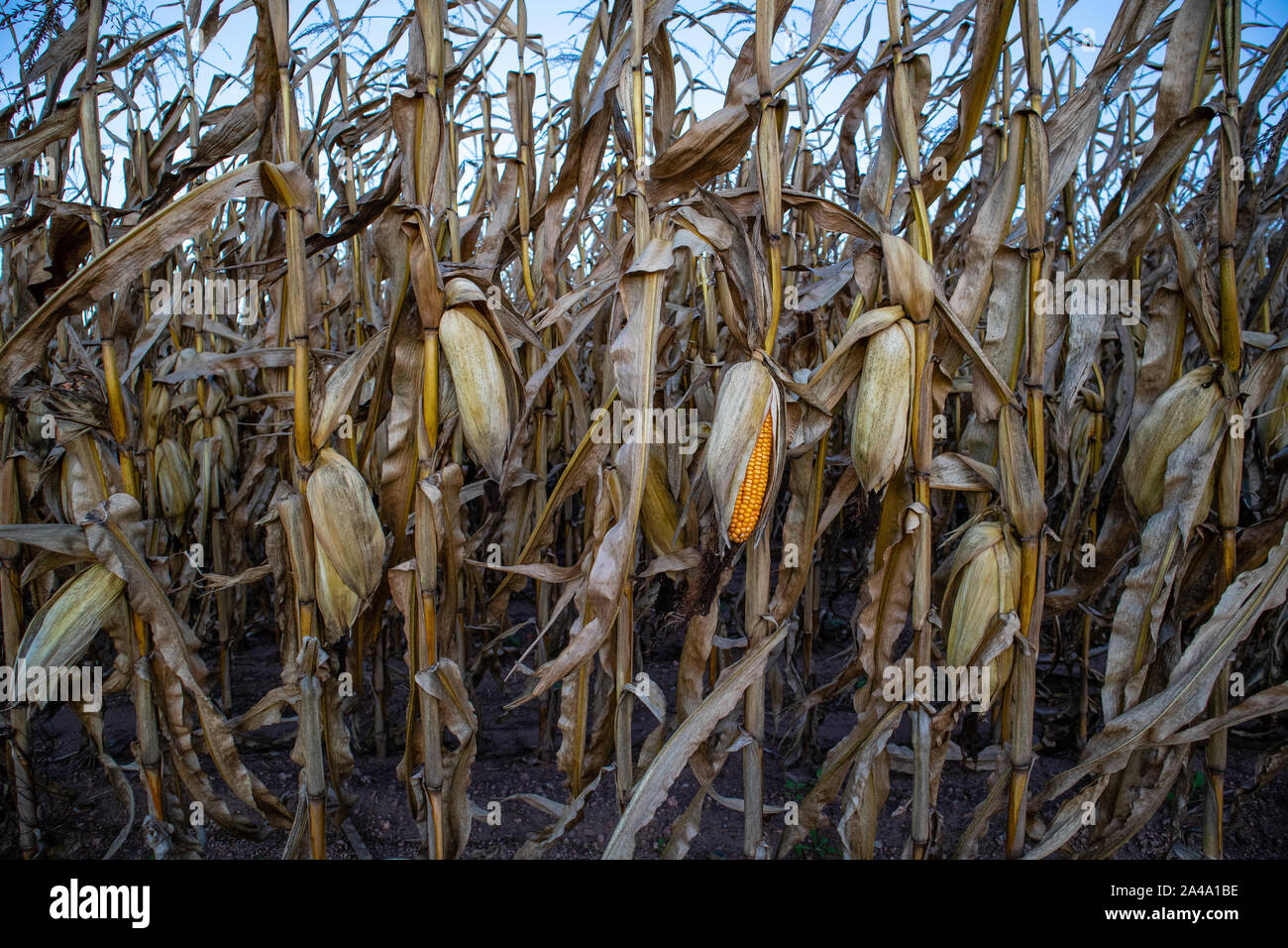 Closeup field corn ready harvest hires stock photography and images Alamy