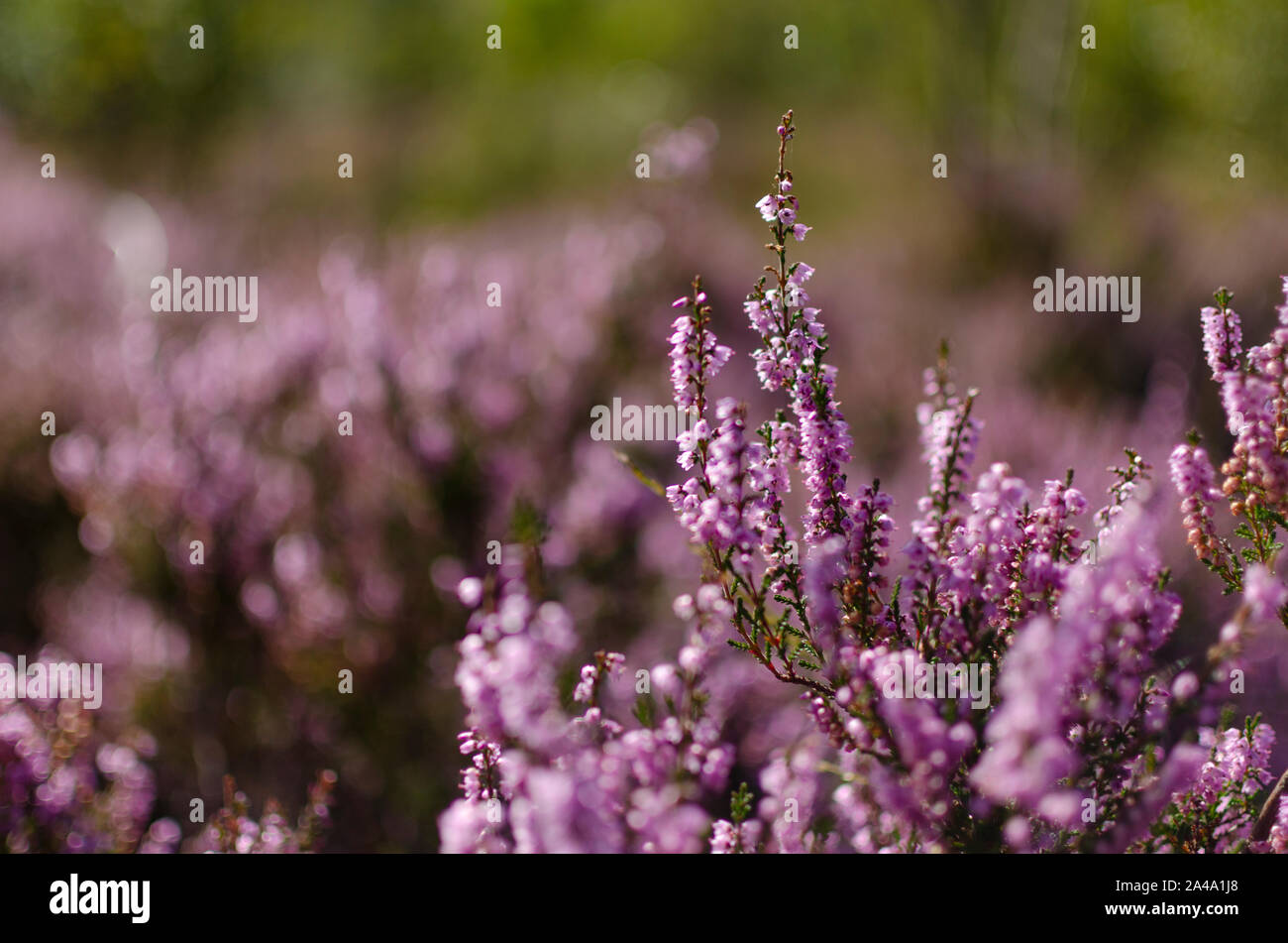 Common heather ( Calluna vulgaris ) in the Scottish Highlands of northwestern Scotland UK Stock Photo