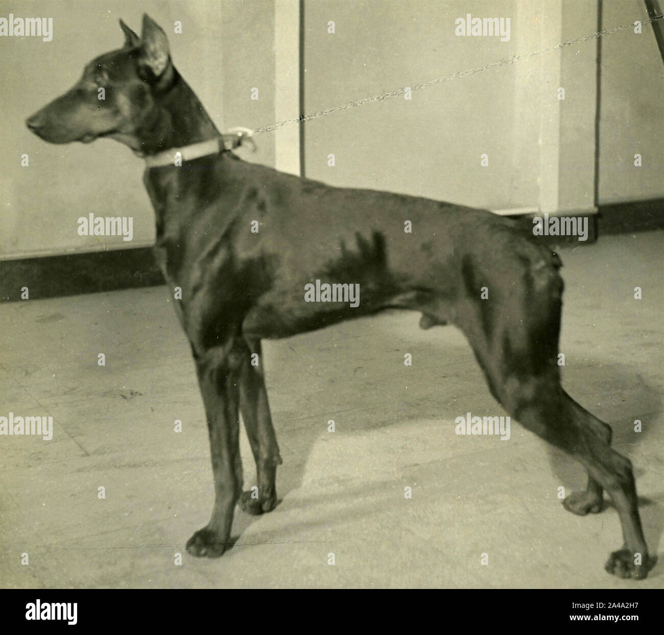 Dobermann dog at the leash, 1960s Stock Photo