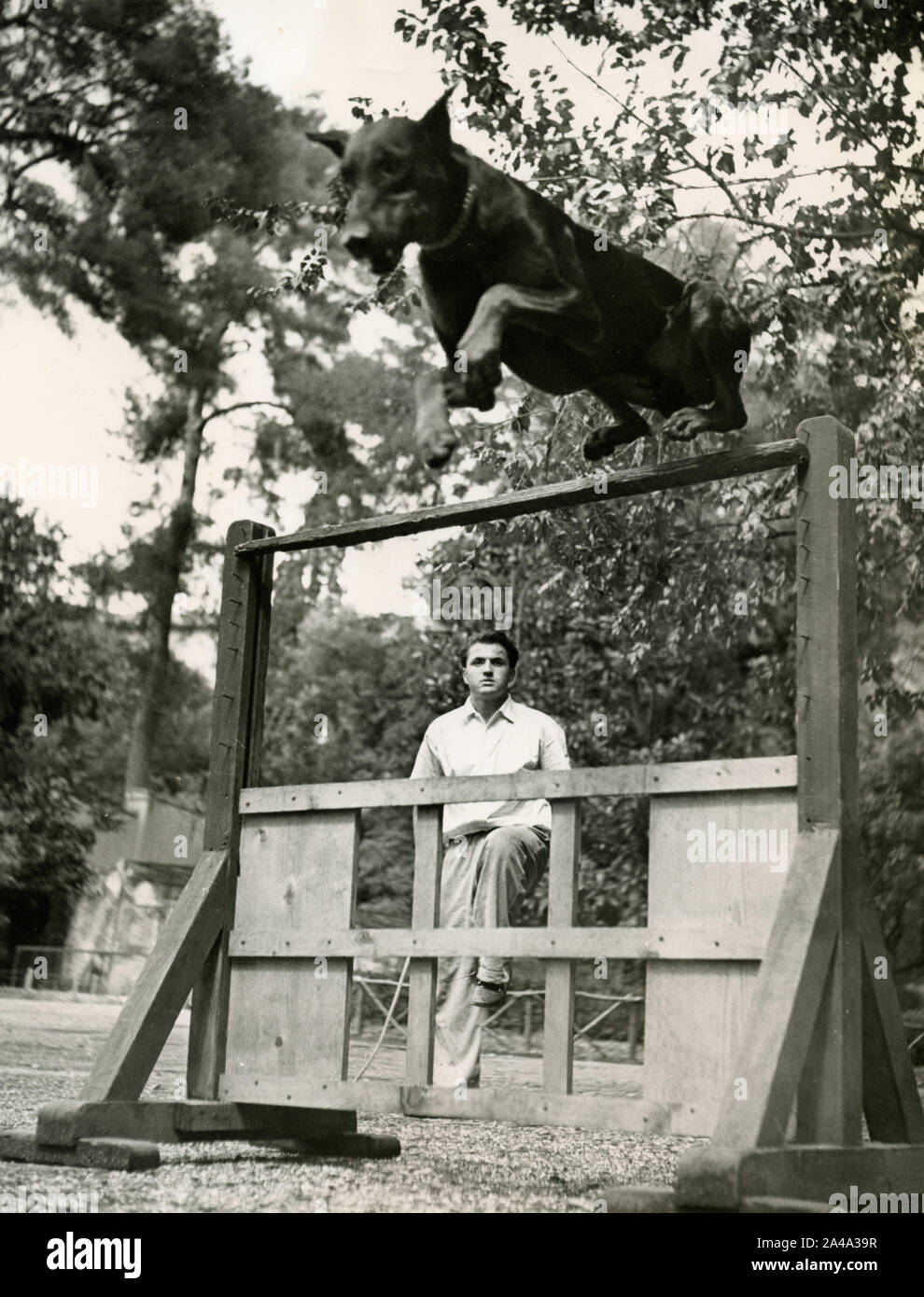 Dobermann Pinscher dog jumping the obstacle during training, 1950s Stock Photo