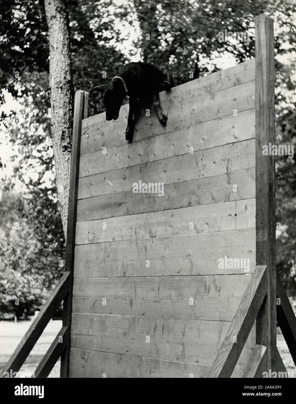 Dobermann Pinscher dog crawling the obstacle during training, 1950s Stock Photo