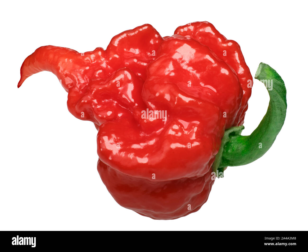 Carolina Reaper, the hottest chile pepper (Capsicum chinense fruit