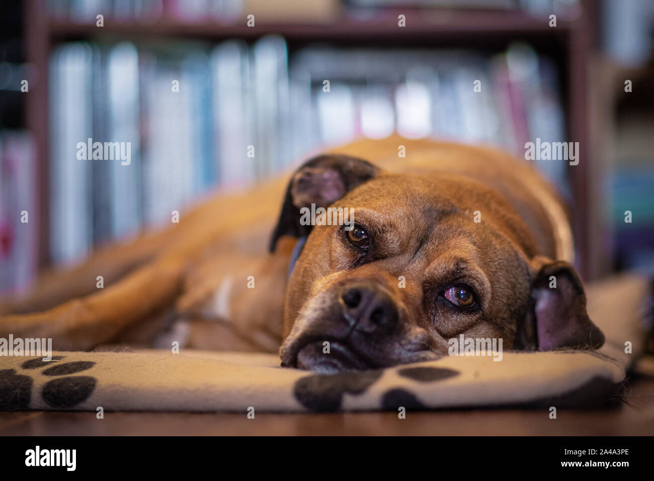 Older Boxer Mix Resting on Dog Bed in Front of Bookshelf Stock Photo