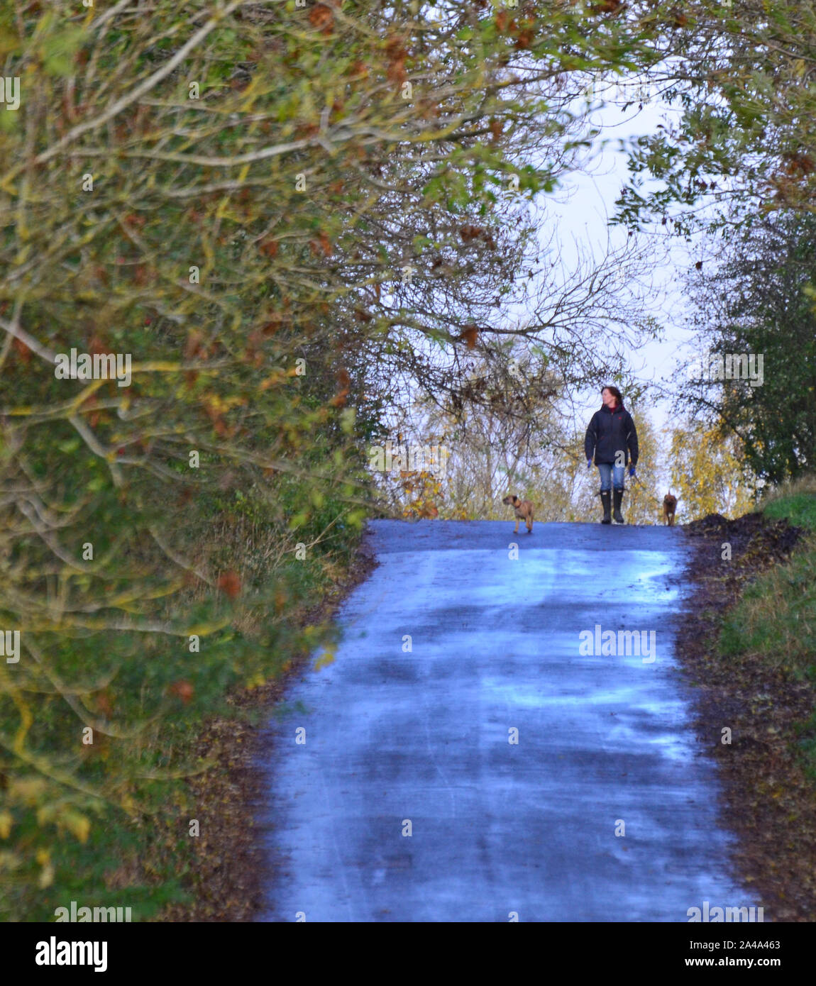 Dog walker with two dogs Stock Photo Alamy