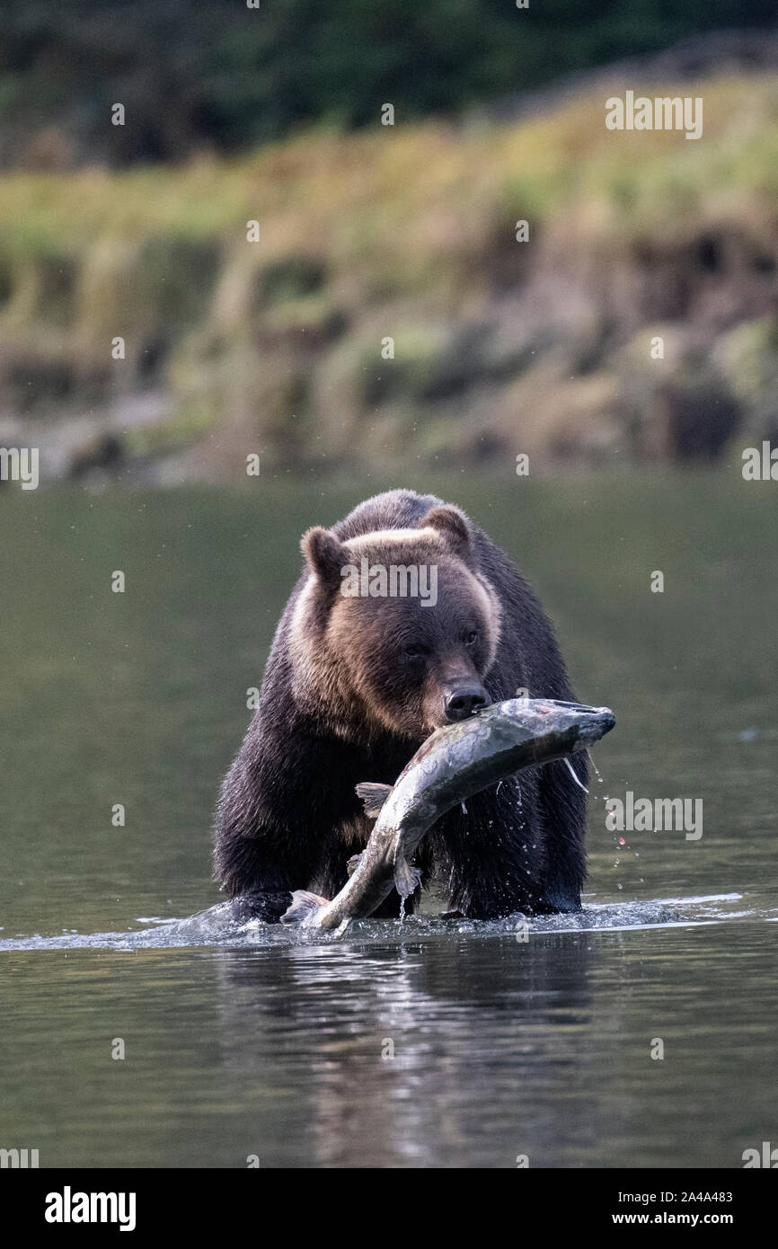 Canada, British Columbia, Great Bear Rainforest, Khutze Inlet. Brown bear aka grizzly bear (Ursus arctos) fishing chum salmon (Oncorhynchus keta) Stock Photo