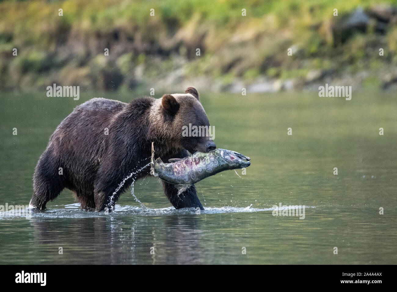 Canada, British Columbia, Great Bear Rainforest, Khutze Inlet. Brown bear aka grizzly bear (Ursus arctos) fishing chum salmon (Oncorhynchus keta) Stock Photo