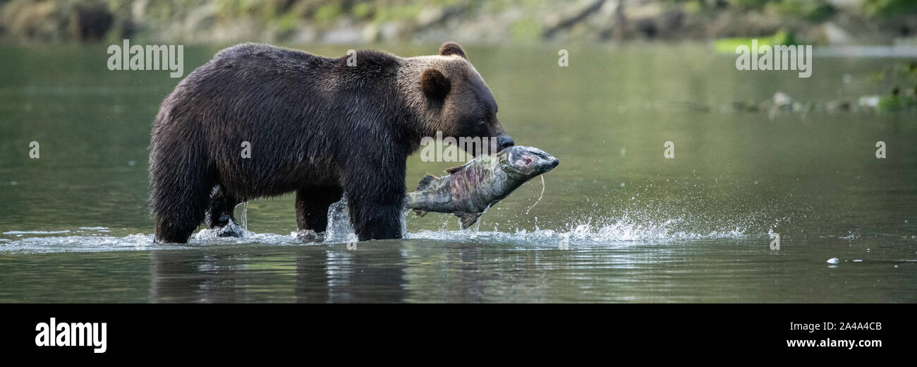 Canada, British Columbia, Great Bear Rainforest, Khutze Inlet. Brown bear aka grizzly bear (Ursus arctos) fishing chum salmon (Oncorhynchus keta) Stock Photo