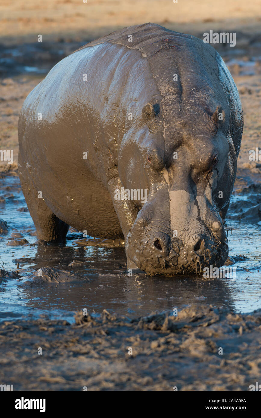 Male hippo (hippopotamus) completely mud covered in Moremi NP (Khwai), Botswana Stock Photo
