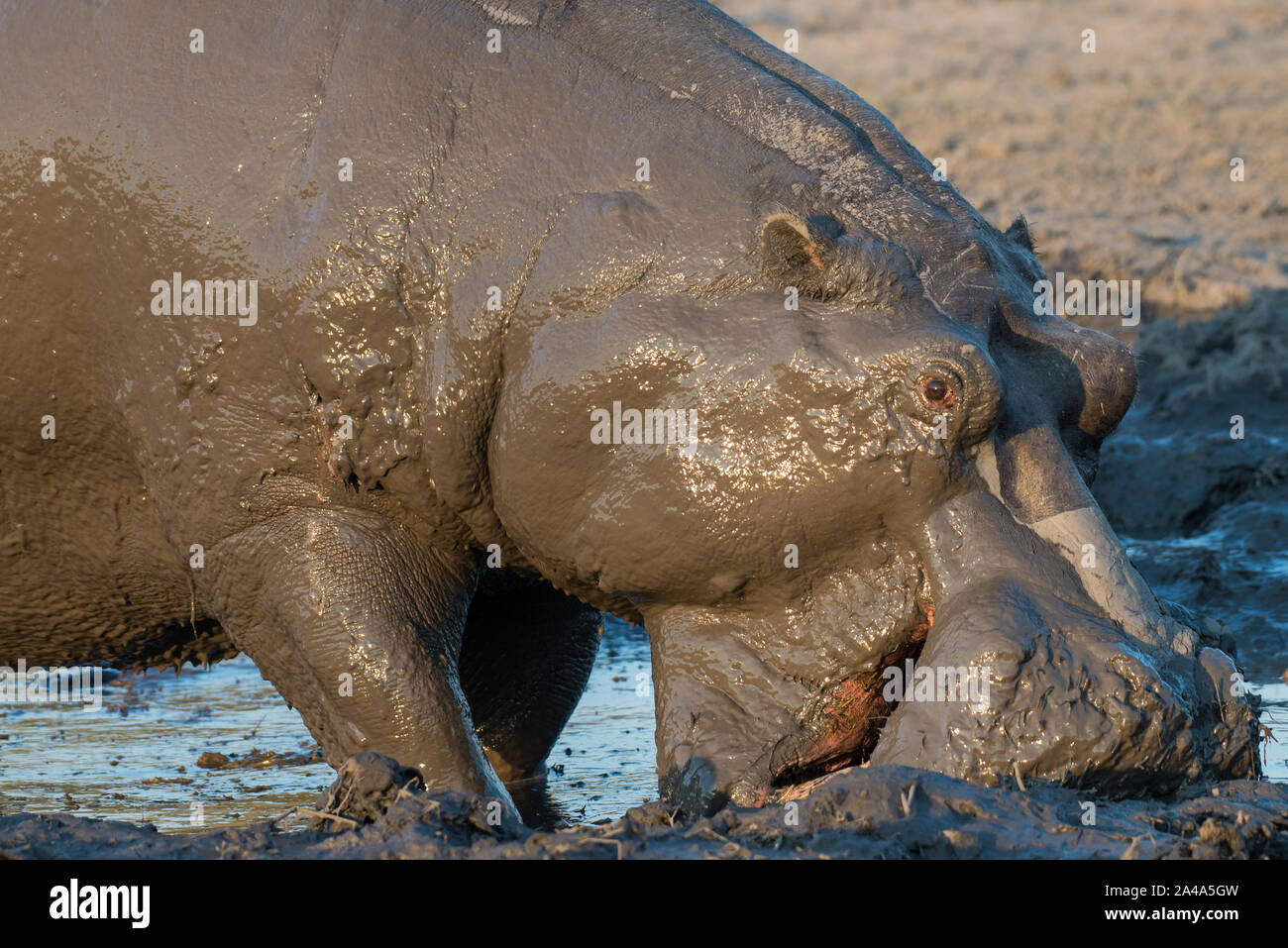 Male hippo (hippopotamus) completely mud covered in Moremi NP (Khwai), Botswana Stock Photo