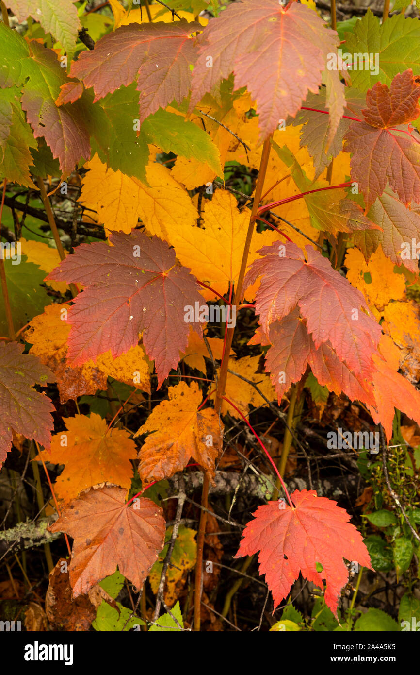 Maple tree seedling hires stock photography and images Alamy