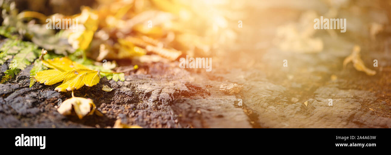 Fallen colorful leaves lie on old oak stump in soft sunlight. Autumn in the forest. Natural background with copy space. Stock Photo