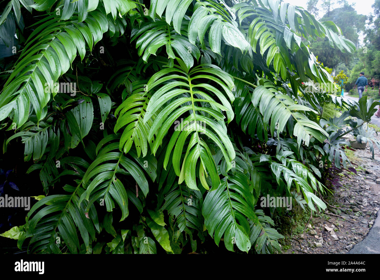 Large green leaves of monstera plants growing heart shaped or split-leaf philodendron (Monstera deliciosa) the tropical foliage plant in mawlynnong Stock Photo