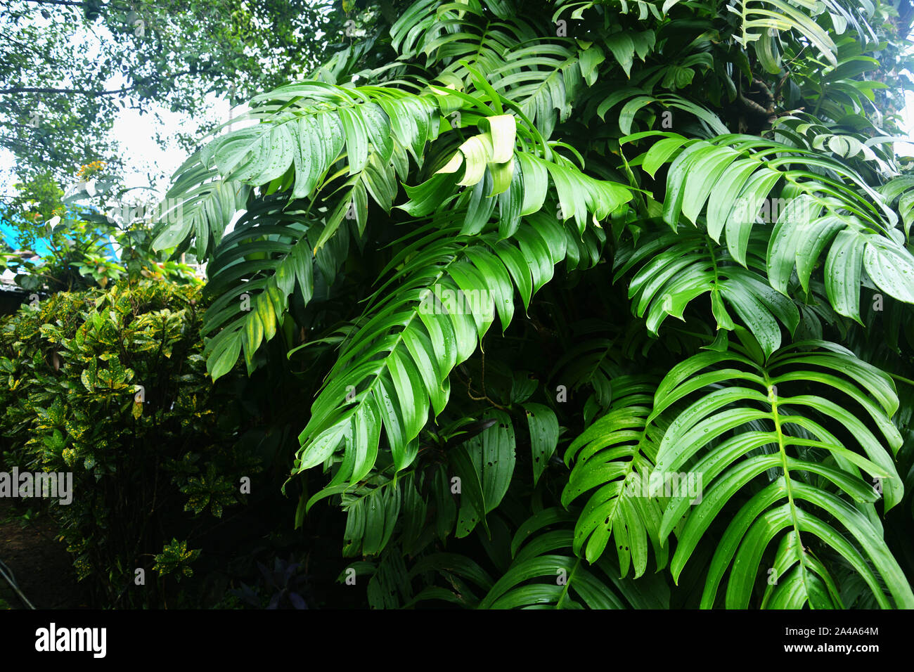 Large Green Leaves Of Monstera Plants Growing Heart Shaped Or Split Leaf Philodendron Monstera Deliciosa The Tropical Foliage Plant In Mawlynnong Stock Photo Alamy