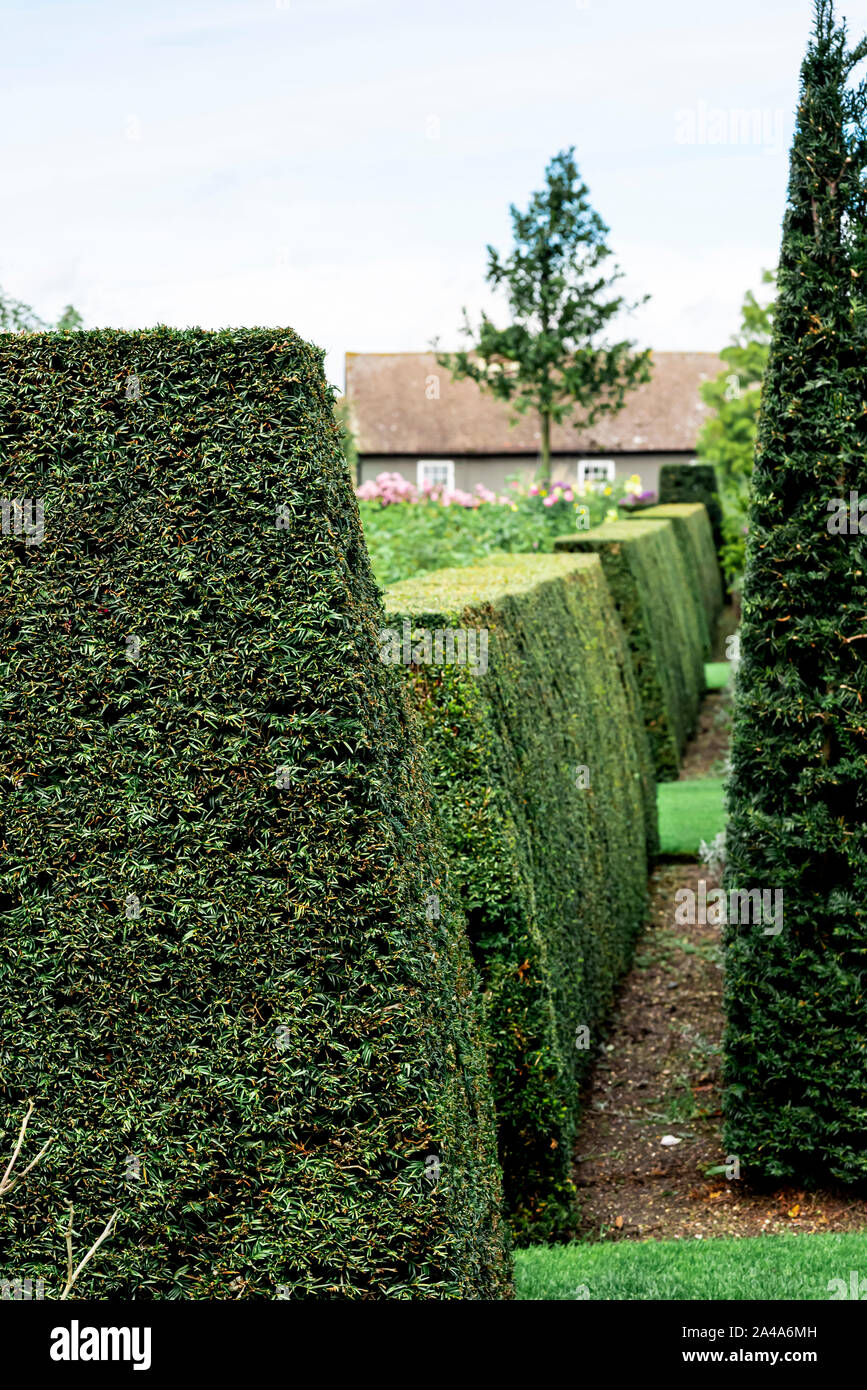 Close clipped, formal yew hedging. Wider at the base to allow more light to lower parts. Stock Photo