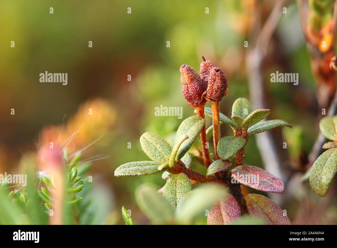 Close-up of Rhododendron lapponicum (Lapland rosebay) with fruits . Stock Photo
