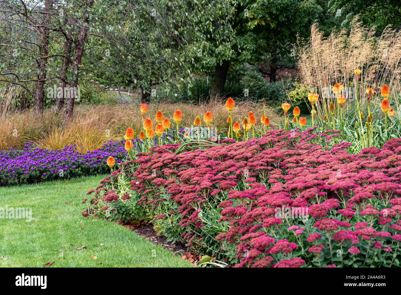 Autumn flower border, featuring, Kniphofia rooperi, red hot poker, Sedum, Hylotelephium and Asters. Colourful fall border. Stock Photo
