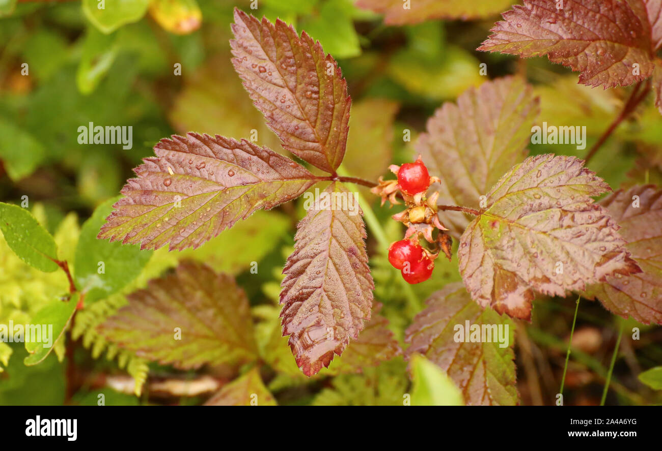 Rubus saxatilis, commonly called the stone bramble, with fruits. Stock Photo