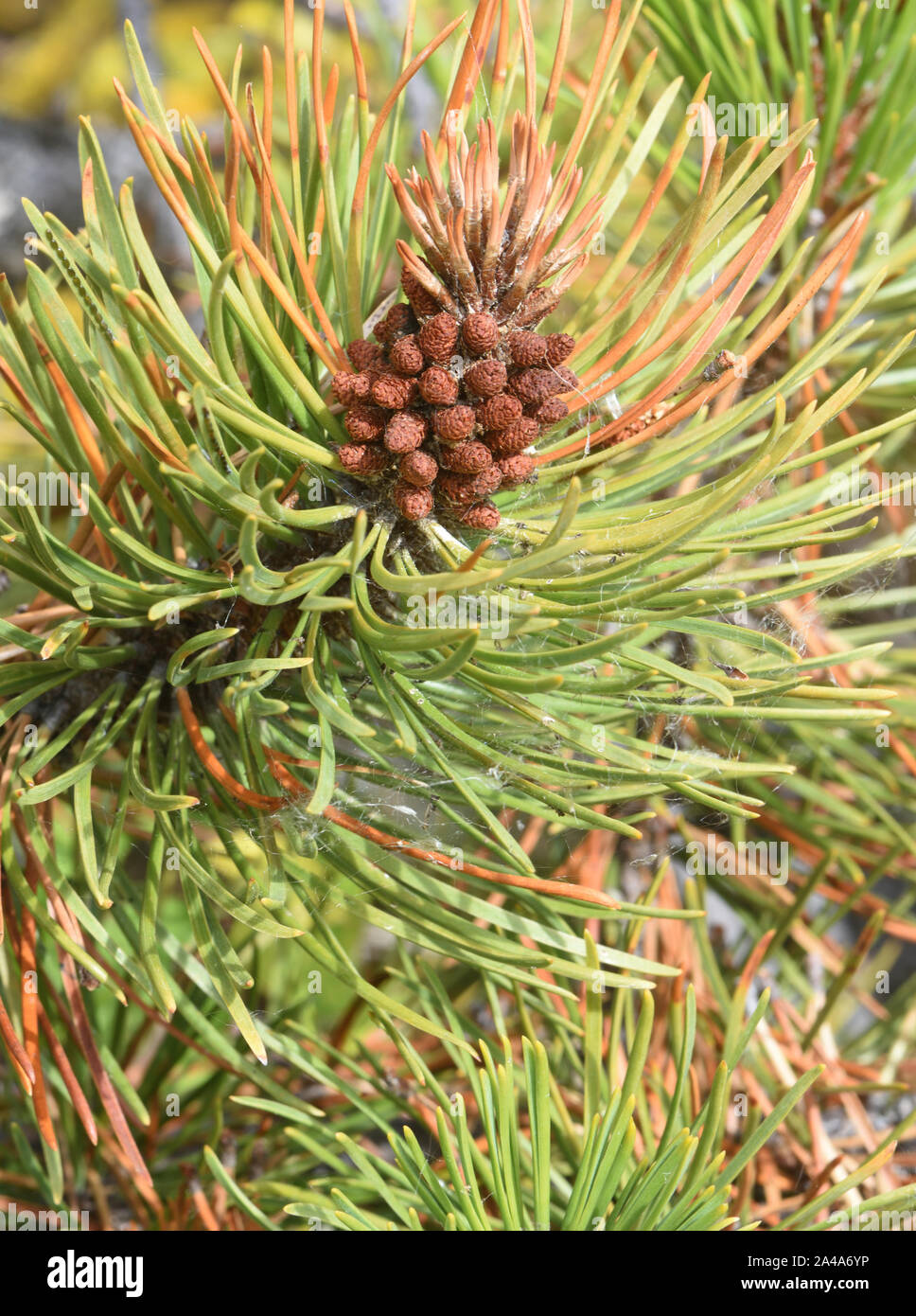 Male pollen-bearing cones of lodgepole pine (Pinus contorta). Separate male and female cones appear on the same tree. Maligne Lake, Jasper, Alberta, C Stock Photo