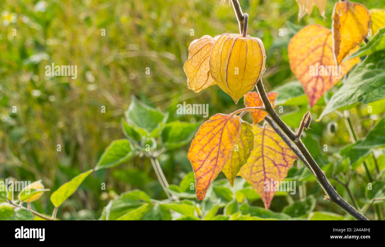 peruvian physalis with fruits closeup view in summertime Stock Photo