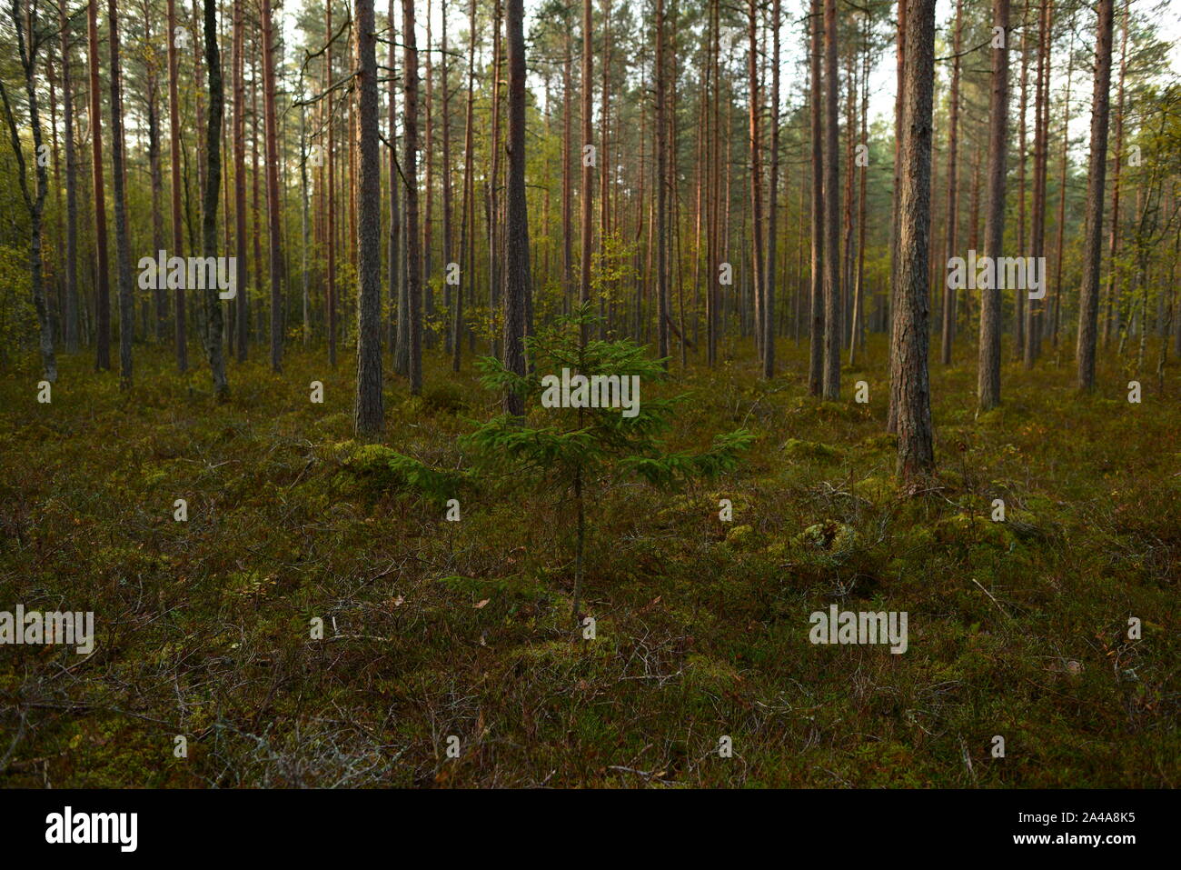 Pine spruce forest autumn hi-res stock photography and images - Alamy