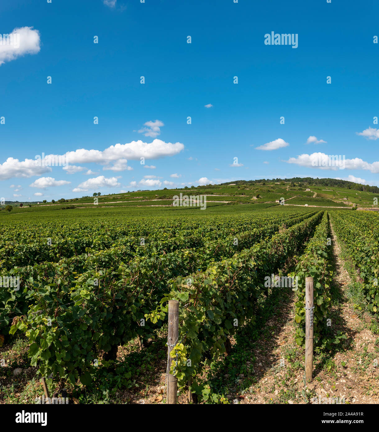 Vines,Cote de Beaune, Burgundy, France Stock Photo - Alamy