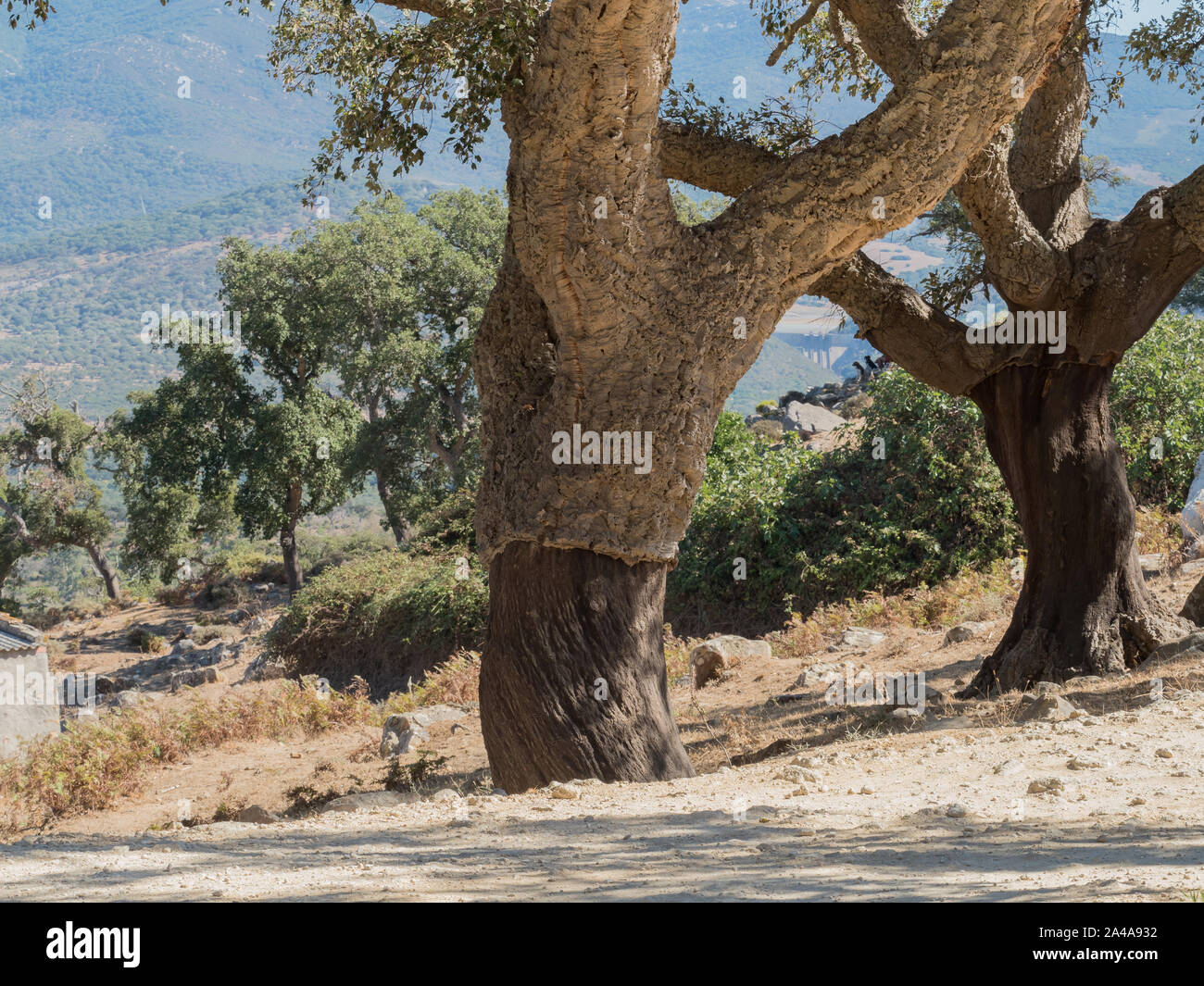 Cork cambium hires stock photography and images Alamy