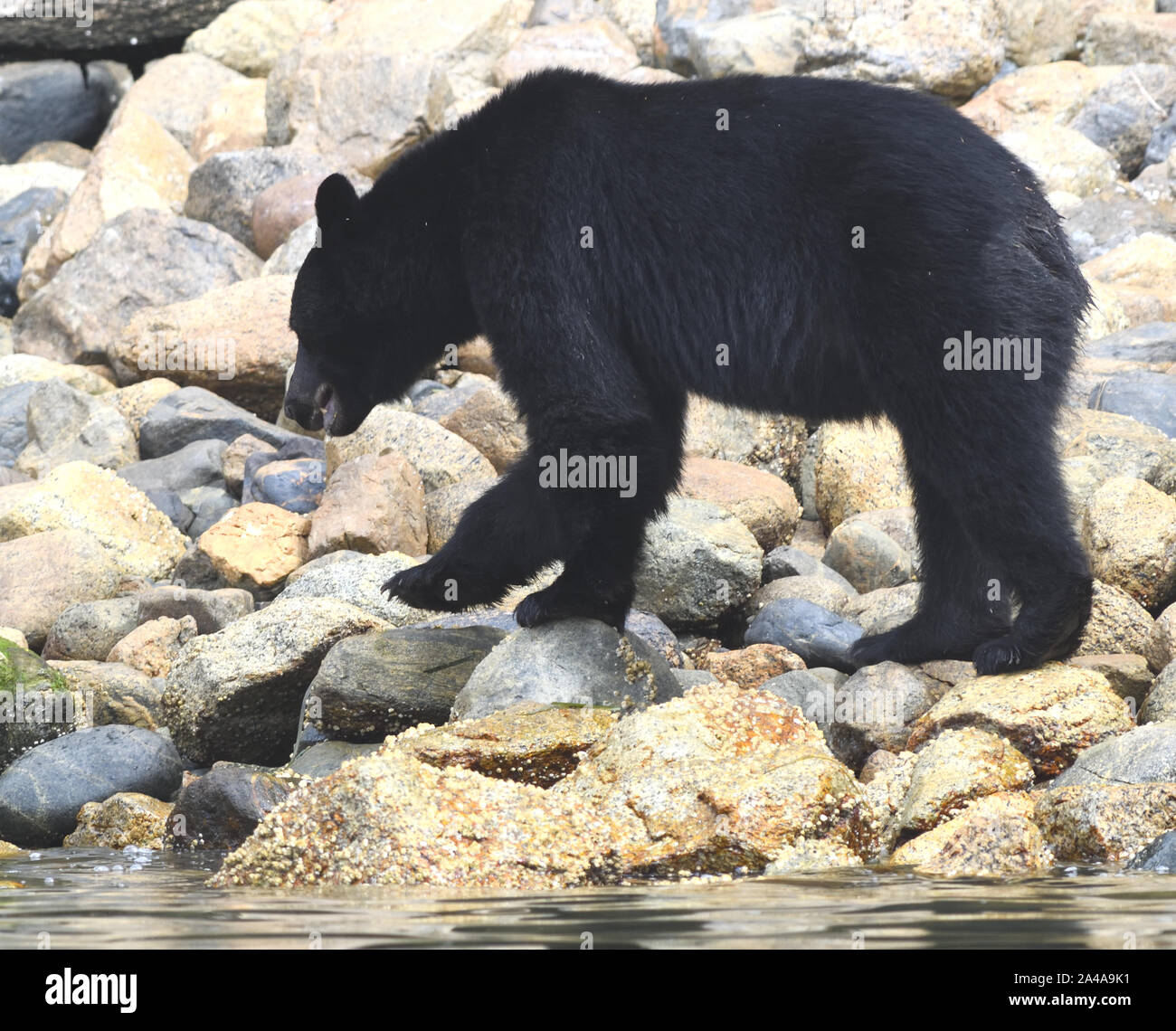 A black bear (Ursus americanus) searched for food by turning over boulders on the beach with its strong paws.  Tofino, British Columbia, Canada Stock Photo
