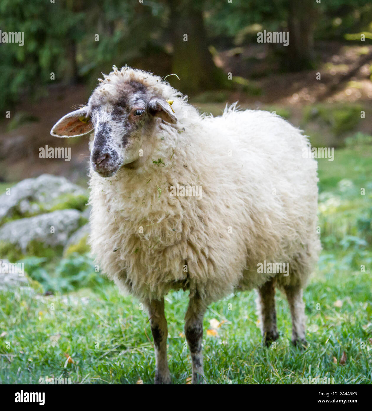 Waldschaf (forest sheep), an old endangered sheep breed from the area