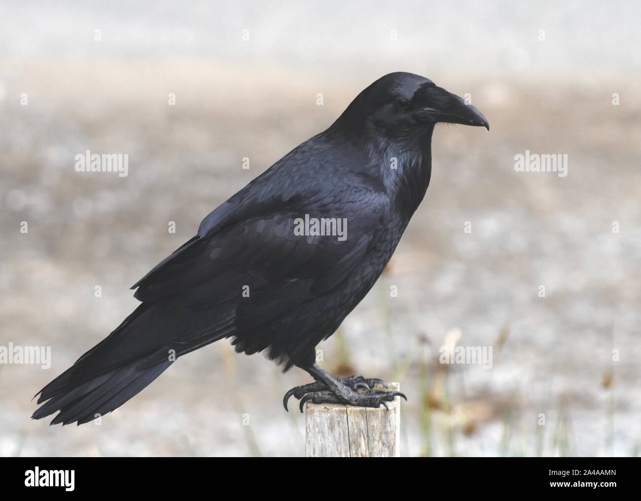 A  northwestern crow (Corvus caurinus) sits on a post. Telegraph Cove, British Columbia, Canada. Stock Photo