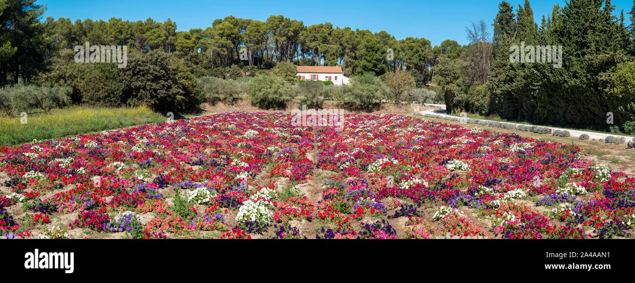 Field of Petunia flowers, San Remy, France Stock Photo