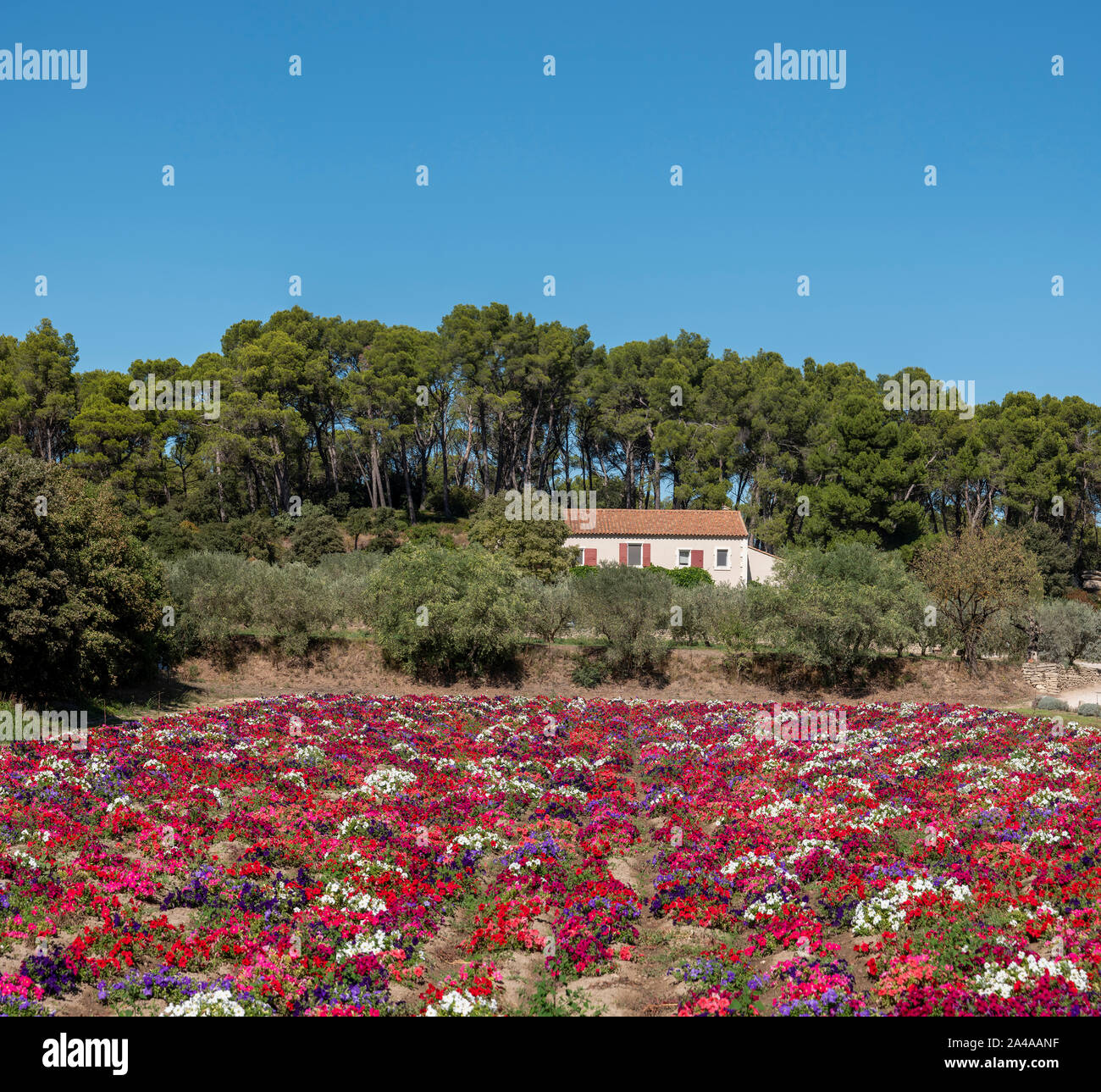 Field of Petunia flowers, San Remy, Provence, France Stock Photo
