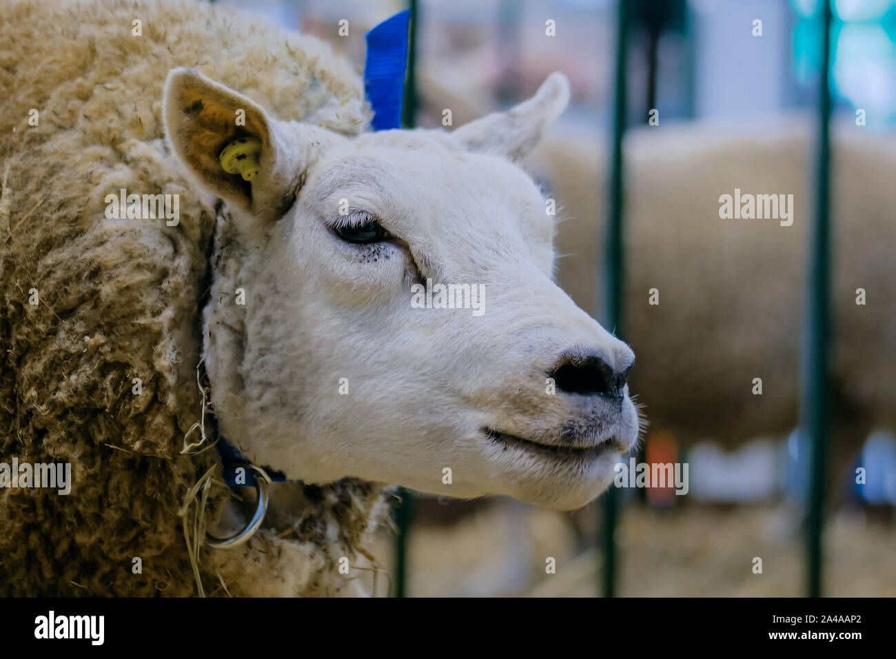 Texel sheep at animal exhibition, trade show - close up Stock Photo