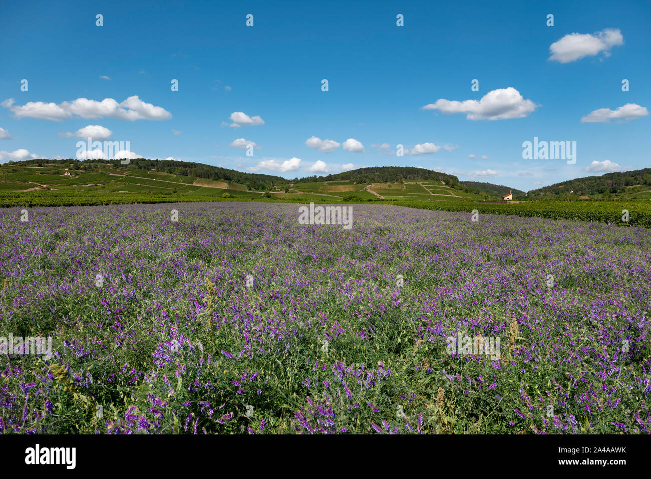 Vicia cracca flowers planted between vines, Cote de Beaune, France. Stock Photo