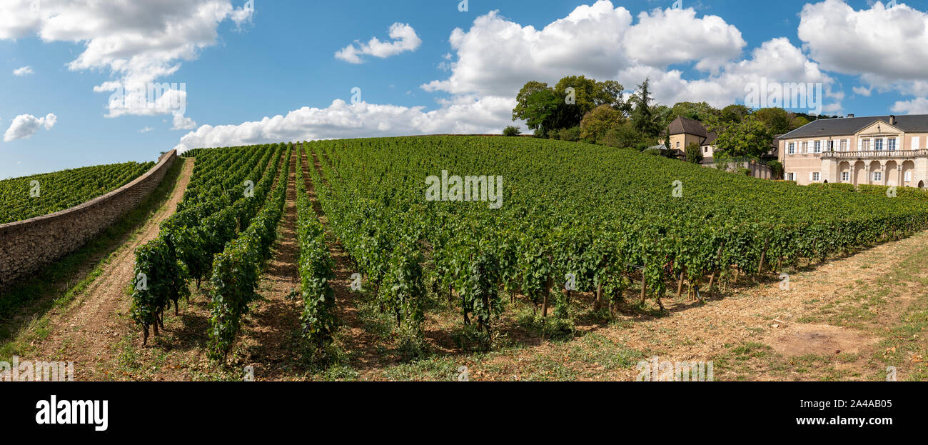 Vineyard in the Cote de Beaune, Burgundy, France. Stock Photo