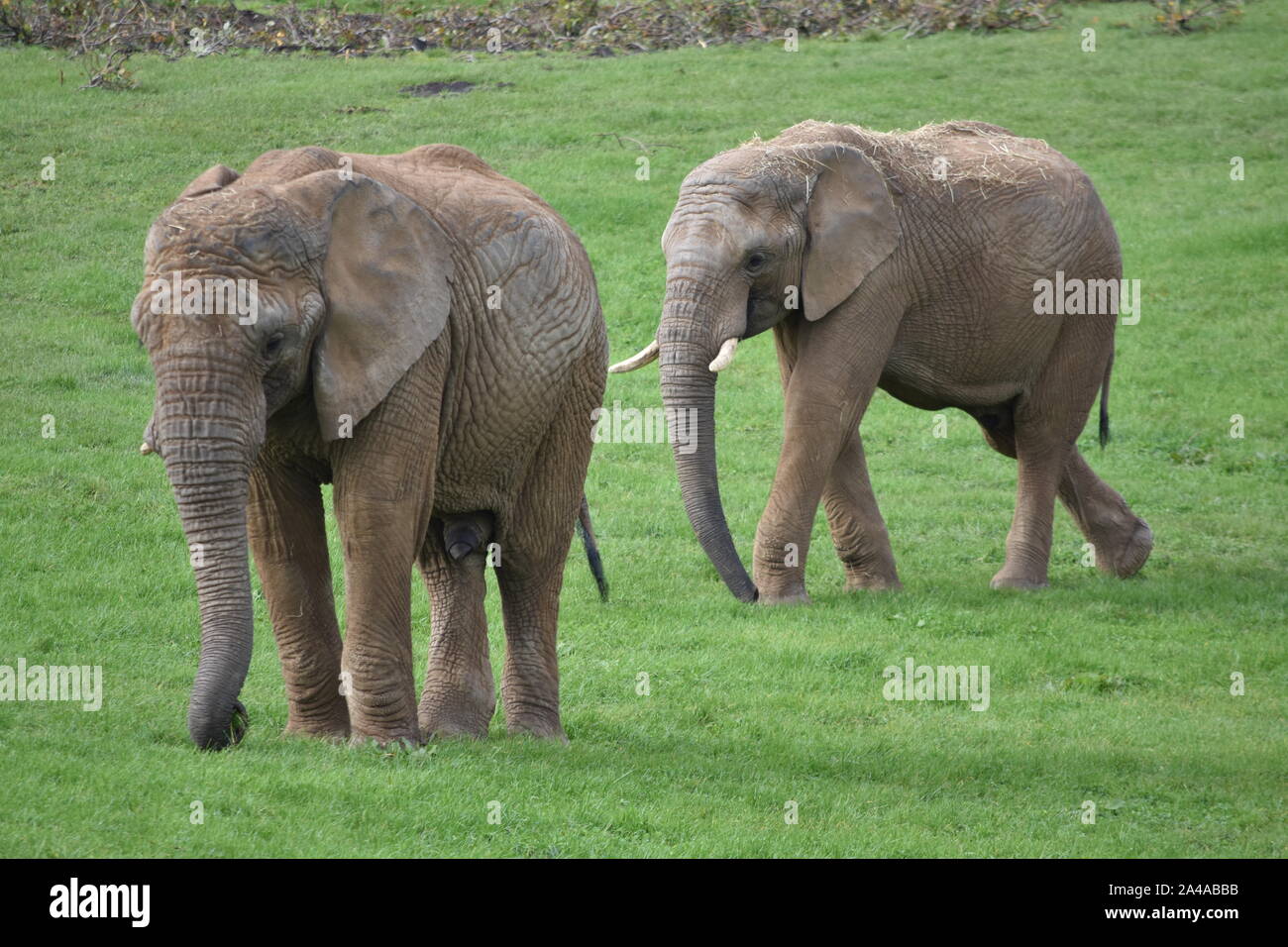 African elephant Noah's Ark Farm Stock Photo
