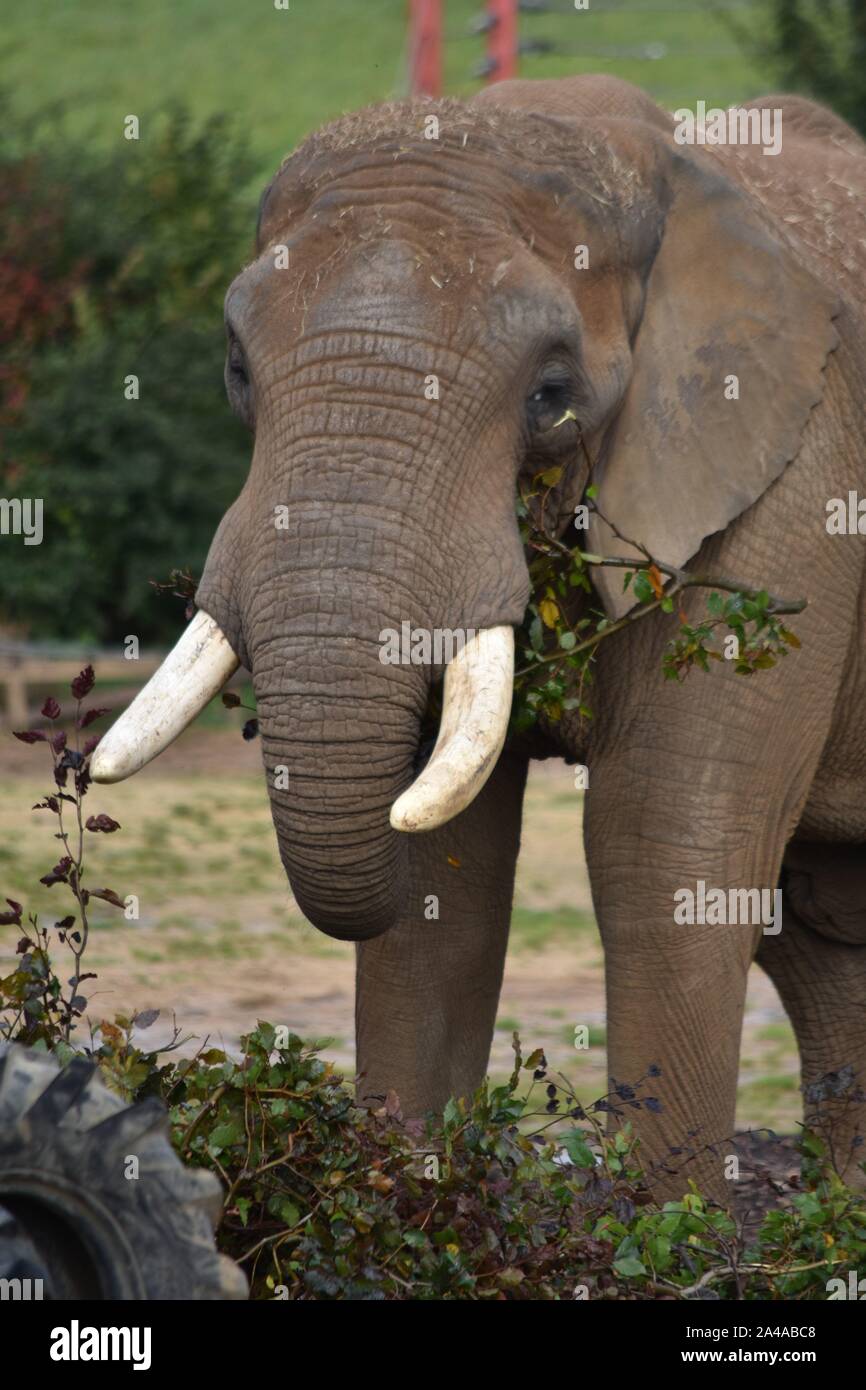 African elephant Noah's Ark Farm Stock Photo