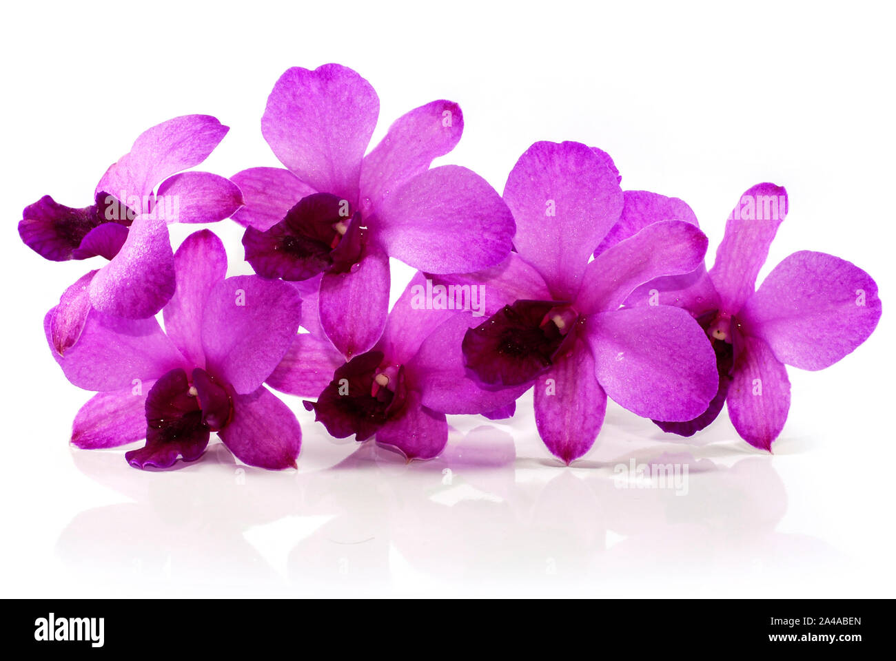purple Phalaenopsis orchid flower isolated on white background Stock