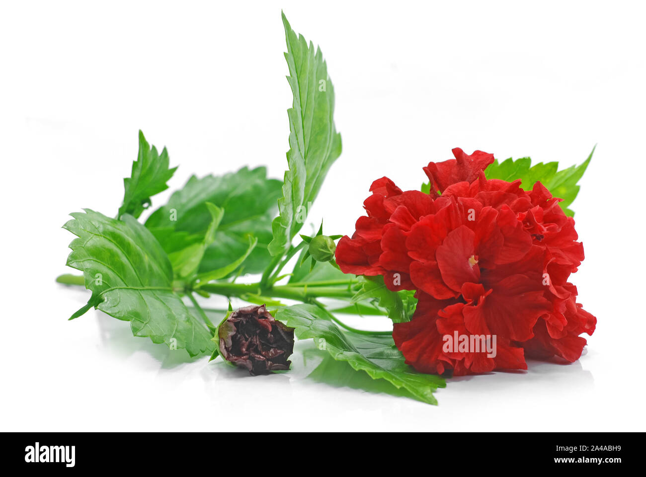 Red Hibiscus flower isolated on white background Stock Photo - Alamy