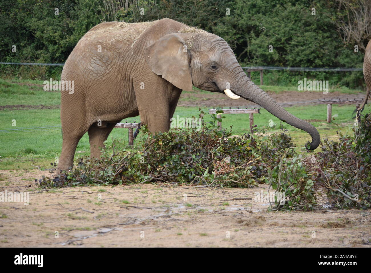 Elephant eating straw hi-res stock photography and images - Alamy