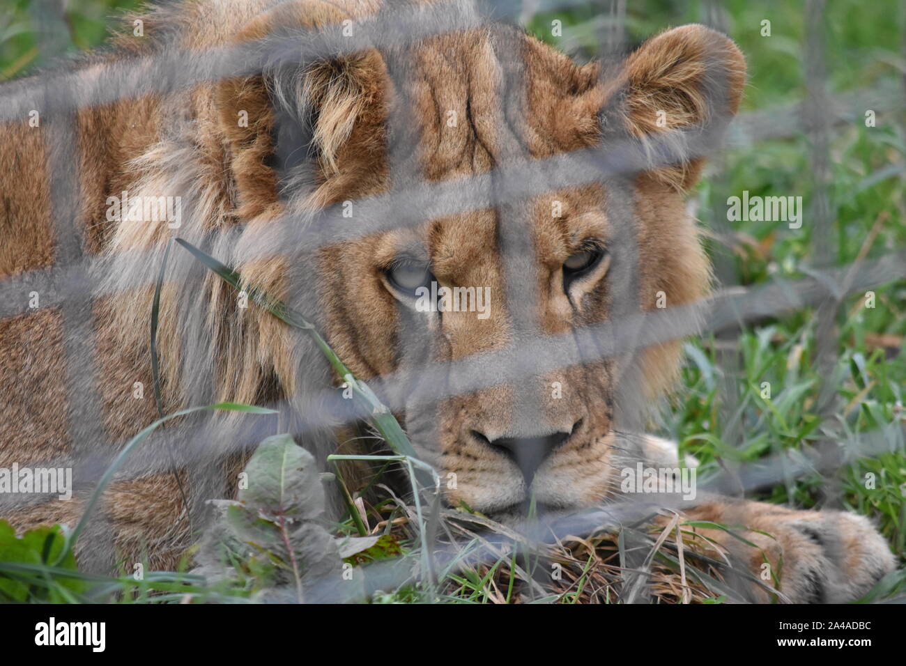 African Lion Noah s Ark Zoo Stock Photo Alamy African lion noah s ark zoo stock photo alamy