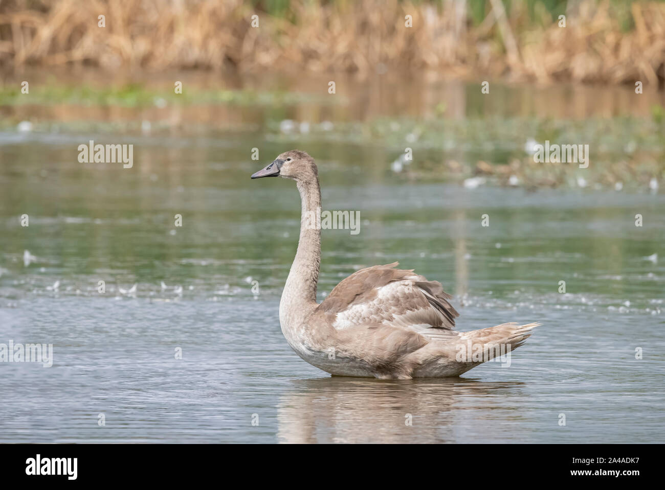 mute swan juvenile, cygnus olor, displaying on a pond in scotland, uk, in the springtime, close up, with reeds in the background Stock Photo