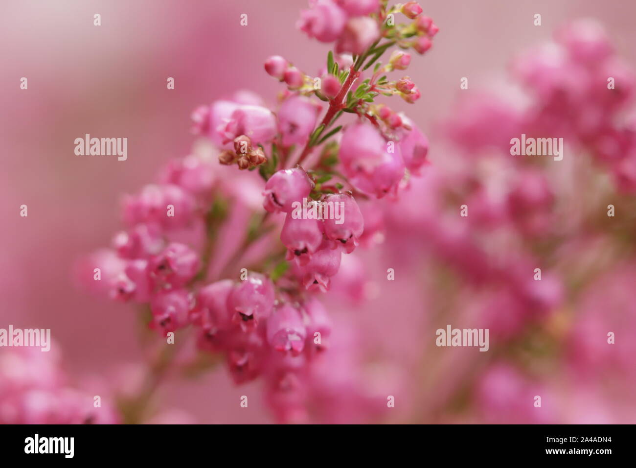 Colorful Erica flowers blooming in the autumn Stock Photo