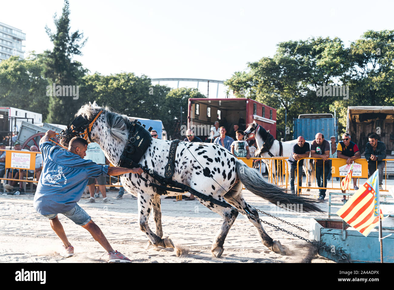 VALENCIA, SPAIN September 14,2019 Horse pulling competition. Horse