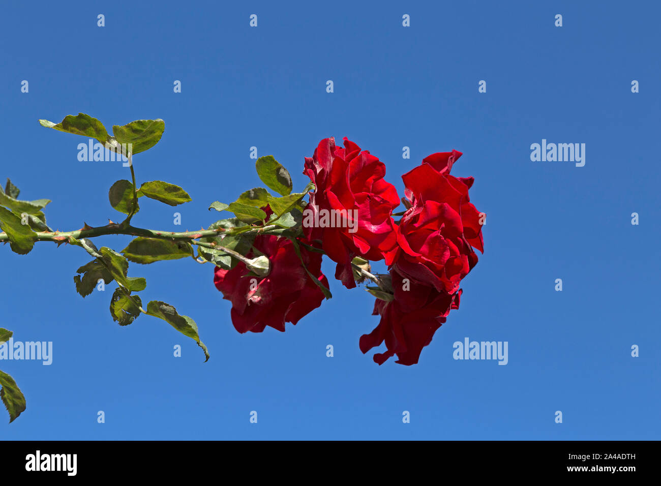 Rosa rote blume hi-res stock photography and images - Alamy