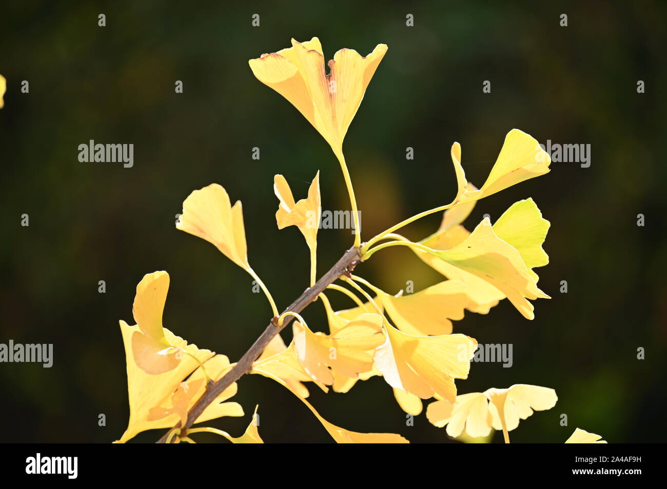 Ginko Biloba Zweig mit wunderschön gelbgefärbten Blättern Stock Photo