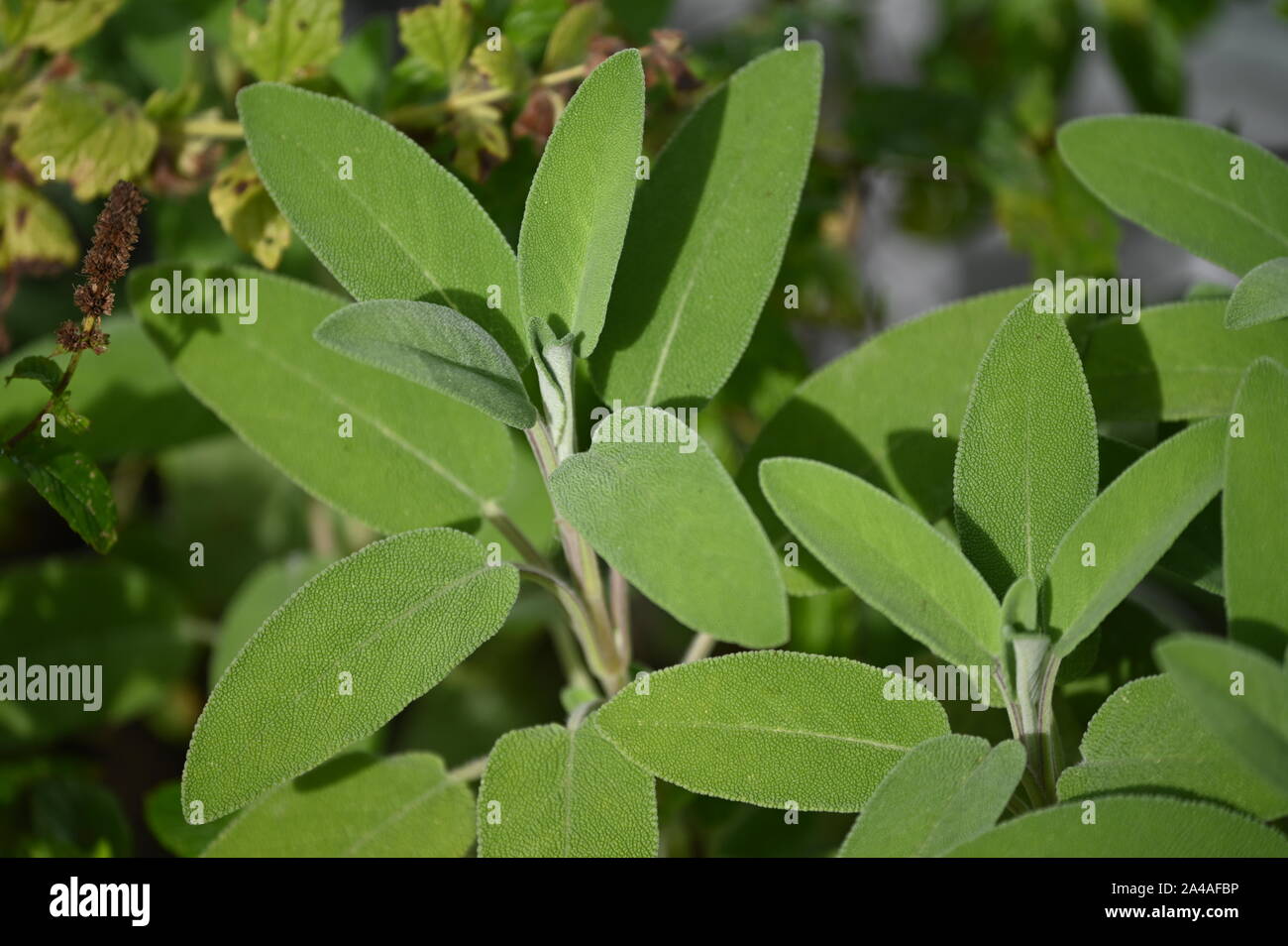 sage - an important healing plant Stock Photo