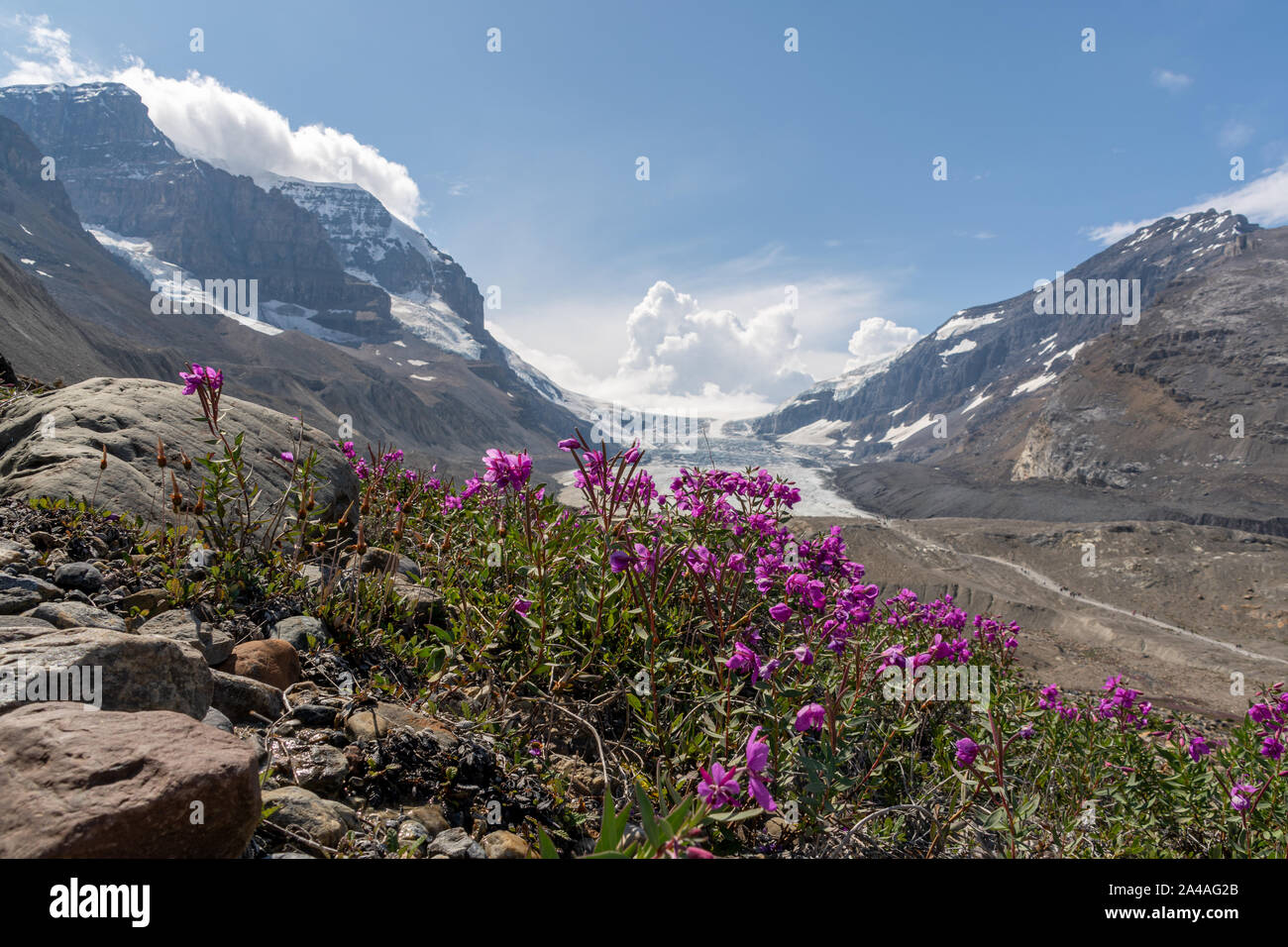 Flowers in front of Columbia Icefields, Canada Stock Photo