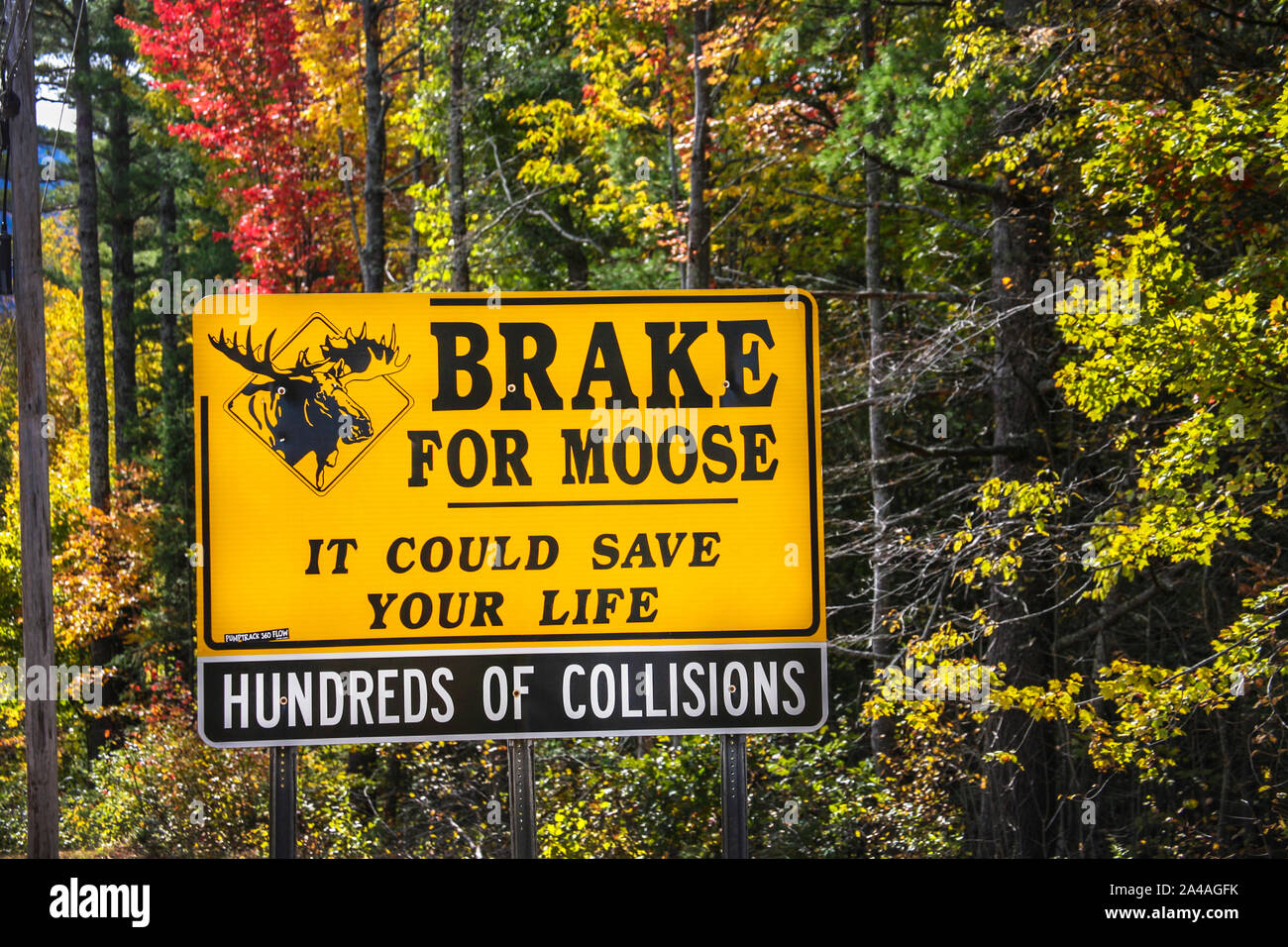 Brake for Moose sign, White Mountain National Forest,  New Hampshire, USA, New England, autumn trees, ad, US signage, 2019 Stock Photo